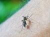 5 Daerah di Sulteng Belum Bebas Malaria