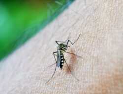 5 Daerah di Sulteng Belum Bebas Malaria