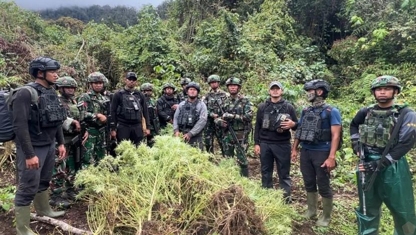 TNI Temukan 4 Kebun Ganja di Perbatasan Papua