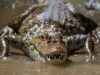 Buaya Una-Una Terkam Pelajar, Teriak Minta Tolong Gegerkan Warga