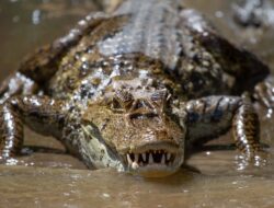 Buaya Una-Una Terkam Pelajar, Teriak Minta Tolong Gegerkan Warga