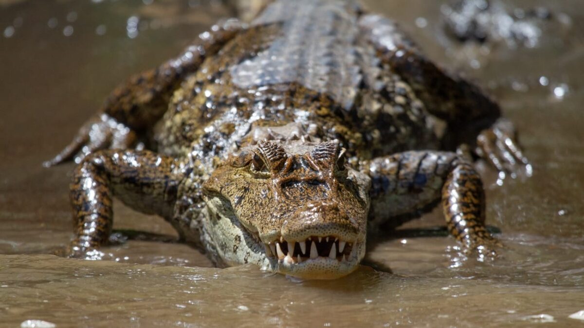 Buaya Una-Una terkam pelajar di perairan laut dangkal Tojo Una-Una.