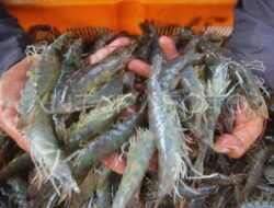 Parigi Moutong Siap Jadi Sentra Udang