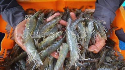 Petani memperlihatkan hasil panen udang di Parigi Moutong Sulawesi Tengah