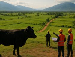 Parigi Moutong Siapkan 35 Ribu Hektare untuk Peternakan Sapi Modern, Investasi Capai Rp 2 Triliun