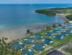 Udang Vaname Parigi Moutong Dorong Ekonomi Pesisir Nasional