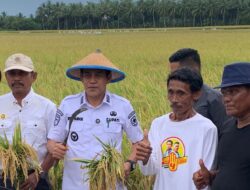 Tambang Ilegal Ancam Ketahanan Pangan Parigi Moutong