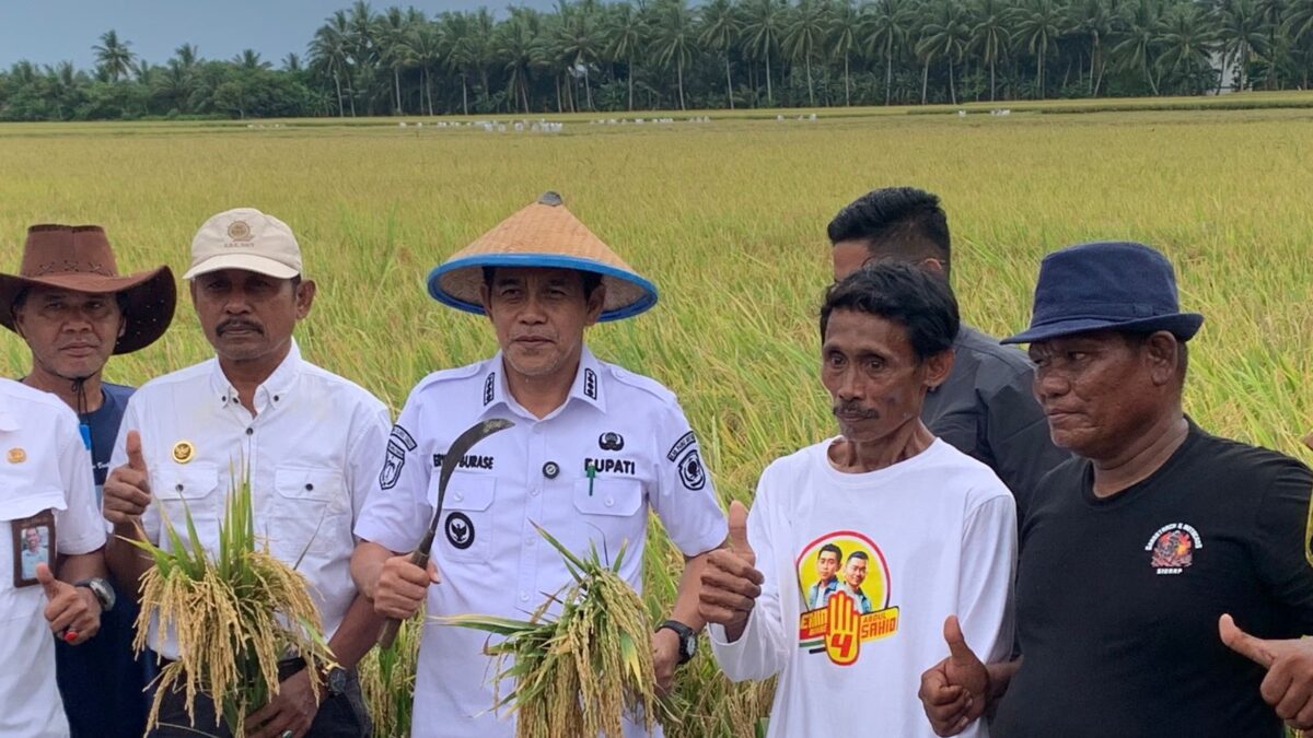Bupati Erwin Burase panen padi bersama petani Parigi Moutong untuk menegaskan penolakan tambang ilegal dan pentingnya menjaga ketahanan pangan.