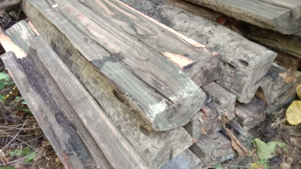 Tumpukan kayu ebony hasil temuan di area hutan Sulawesi Tengah. PPIHH Sulteng