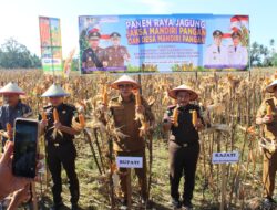 Panen Raya Jagung, Parigi Moutong Perkuat Ketahanan Pangan Nasional